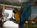 Waving Parrot