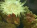 videos de 150 LTS ACUARIO TOMATO EN CONDYLACTIS