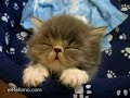 La siesta du chat !