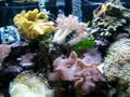 46 gallon bow front tank