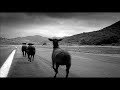 Harley-Davidson  Black Sheep
