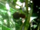 White-collared Foliage-gleaner