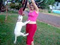 pit bull training saddan 2