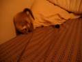 videos de Crazy Little Kitten !