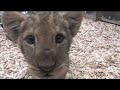 When Lions Attack... LOL