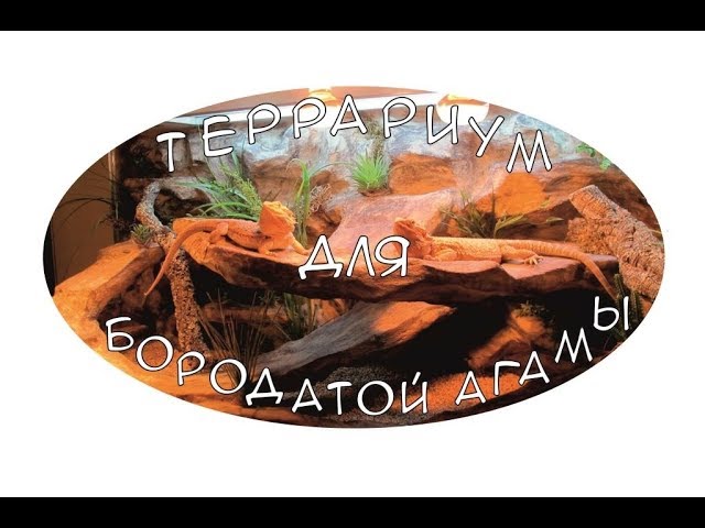 Террариум для Бородатой Агамы