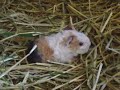 Guinea Pig Wonderland