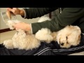 トイプードル 犬 ブラッシング風景