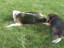 Beagles and Zombies