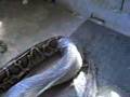 python-shedding