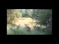 Hyena vs Two Lionesses