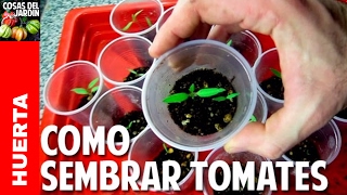 Como sembrar tomates en una maceta