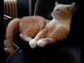 Meine Katze auf dem Subwoofer