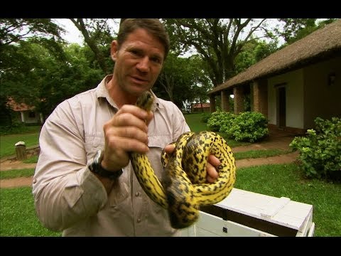 Eye to eye with a yellow anaconda - Deadly 60 - Series 2 - BBC