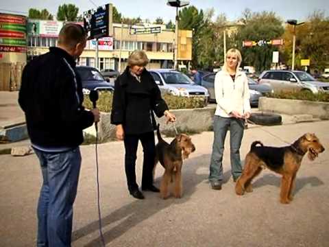 YouTube Трейлер