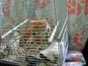 Tommie en Bassie begin(ning)