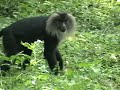 LIon Tailed Macaques- Road crossing at Pudhuthottam, Valparai