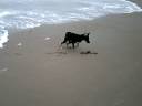Diezel and Lucky playing at the Sea Diezel and Lucky playing at the Sea
