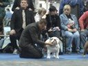 Euro Dog Show 2008 Budapest, English Bulldog, Erossino of TLTC