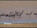 Grulla común - Grus grus Grulla común - Grus grus