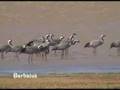 Grulla común - Grus grus