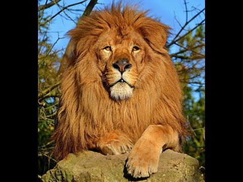 lionne
