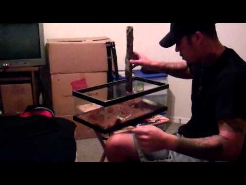 how to care for a emperor scorpion
