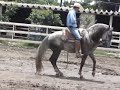 Caballo bailador El Pistolero Caballo bailador El Pistolero