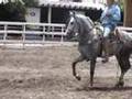 Caballo bailador El Pistolero