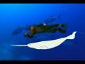 Zach Gill - Legend of the Narwhal (Music Video)