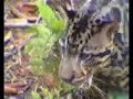 Borneo Clouded Leopard a vegetarian chicken Borneo Clouded Leopard a vegetarian chicken