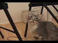 Kitty Cat Rock