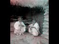 ?1910?KOREA
