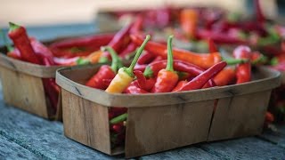 Quick Start Gardening Guide: How to Plant and Grow Peppers