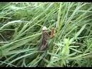 Preying Mantis