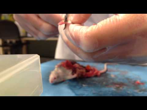 how to harvest bone marrow cells from mice