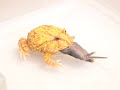 snakebytestv-favorite snakes