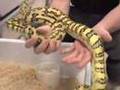 snakebytestv-favorite snakes