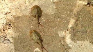 مخلوق غريب يعيش في بلدة دير بلوط - سبحان الله