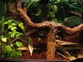 My new whites tree frog terrarium My new whites tree frog terrarium