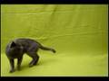 Gato-Nanometraje