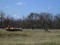 Boyero de Flandes video