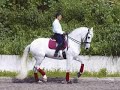 Lusitano horses