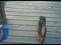 Zoe Walking on a Leash
