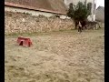 saut d'obsctacle