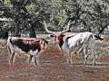 Texas Hill Country ~ by Jeff Falck