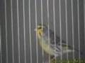 Hybride serin mozambique x canari