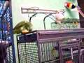 Blue Fronted Amazon playing with rattle.