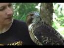 Red-tailed Hawk
