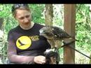 Red-tailed Hawk